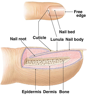 nail matrix : KMLE 의학 검색 엔진 - 의학사전, 의학용어, 의학약어, 의학논문,